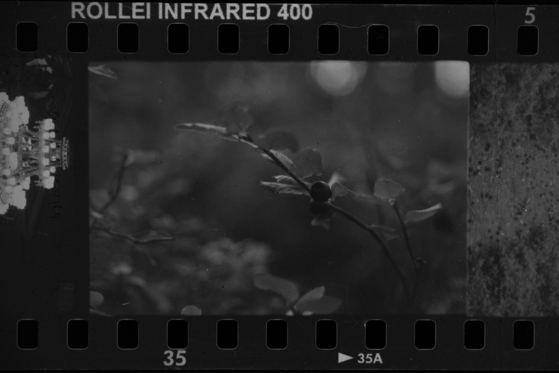 One of my analog photos, still on the film